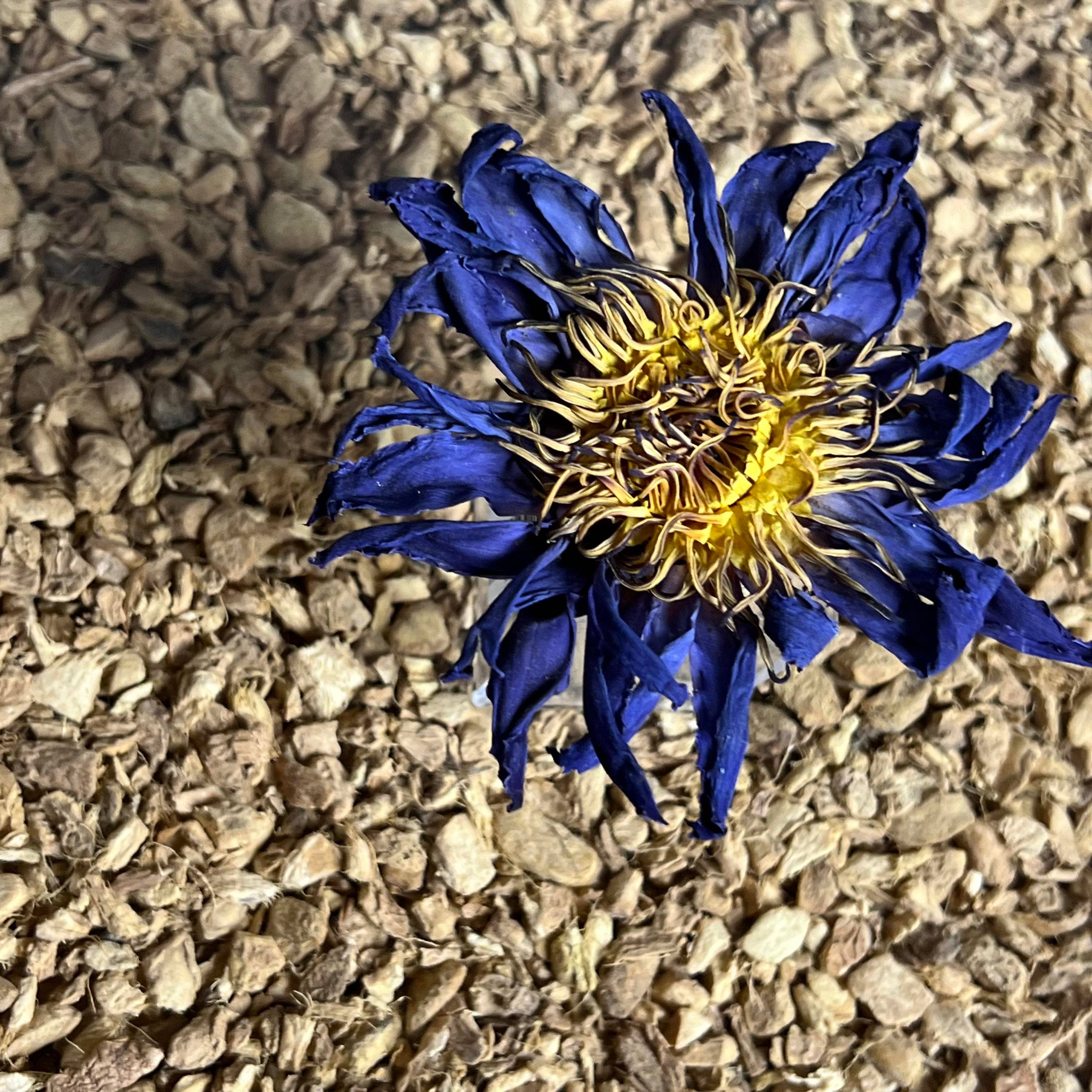 Blue Lotus Whole Flower | 2oz - 1 KG | Bulk