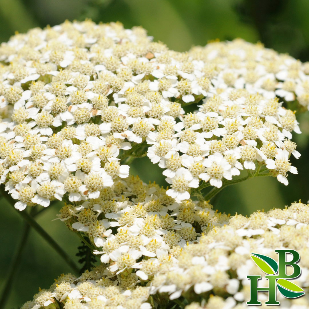 Yarrow Flowers C/S - 4oz