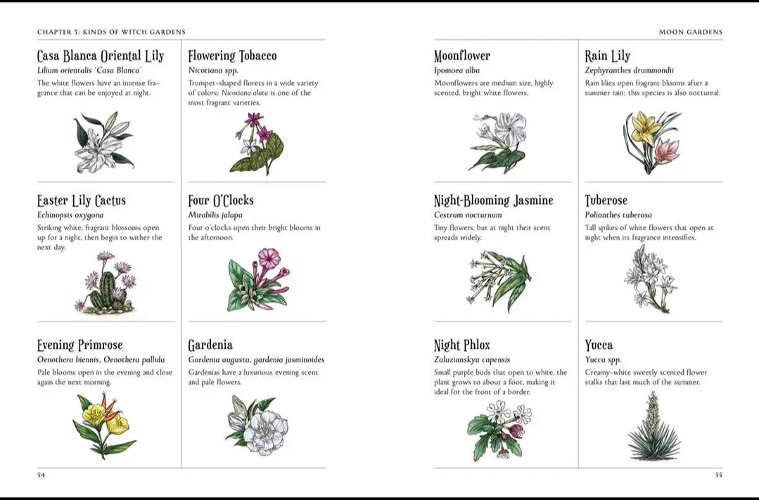 The Green Witch's Garden & Garden Journal | Arin Murphy-Hiscock | Choose Your Set