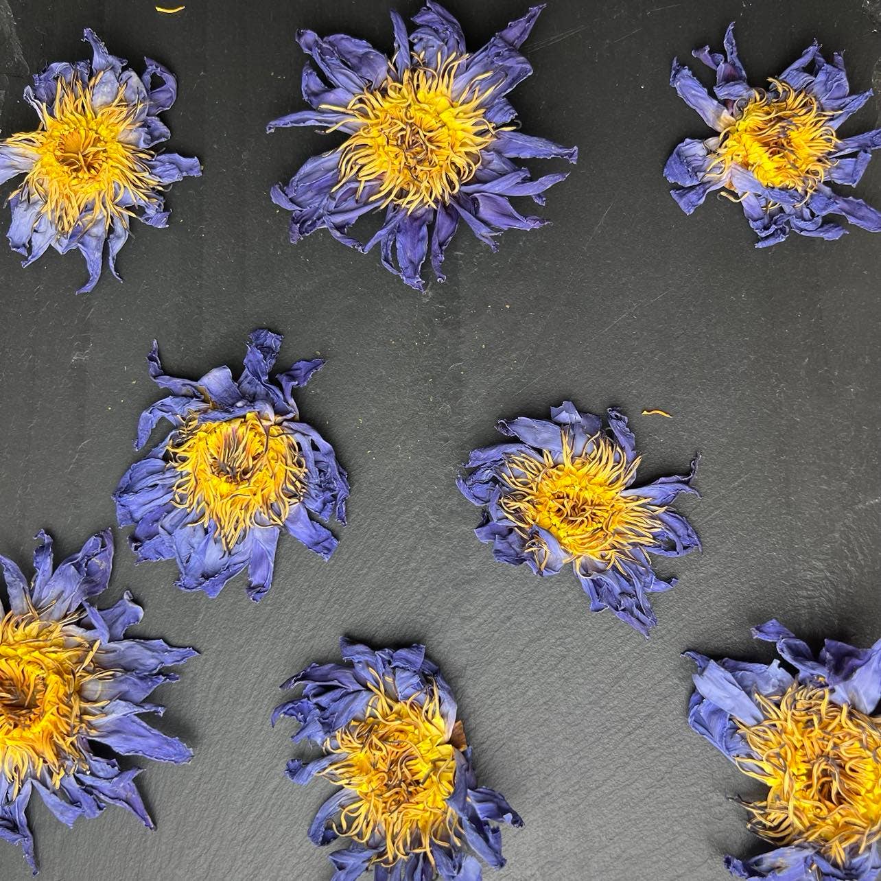 Blue Lotus Whole Flower | 2oz - 1 KG | Bulk