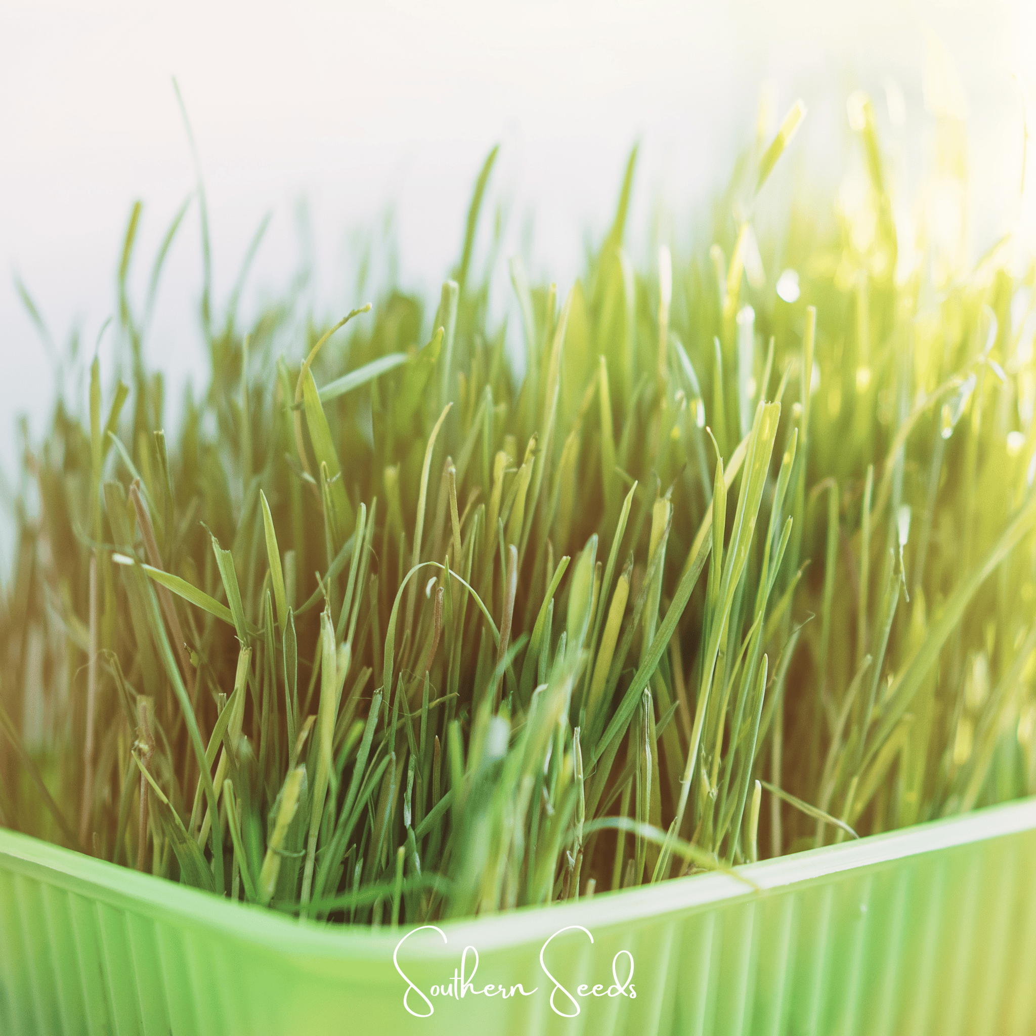 Cat Grass – 50 Seeds